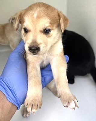 A661727, a dog for adoption from Harris County Pets