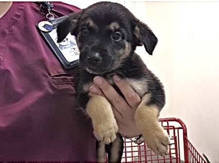 A661728, a dog for adoption from Harris County Pets