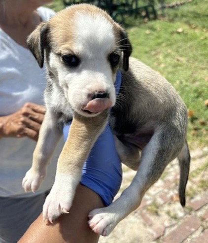 A661730, a dog for adoption from Harris County Pets