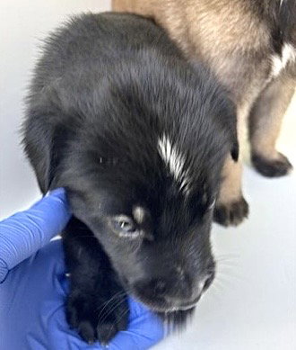 A661731, a dog for adoption from Harris County Pets