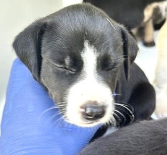 A661732, a dog for adoption from Harris County Pets