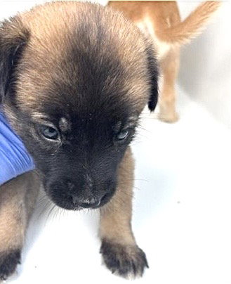 A661733, a dog for adoption from Harris County Pets