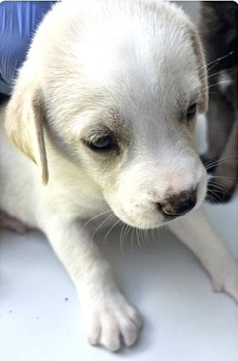 A661734, a dog for adoption from Harris County Pets