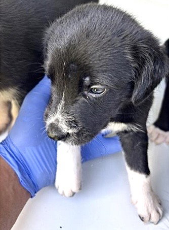 A661735, a dog for adoption from Harris County Pets