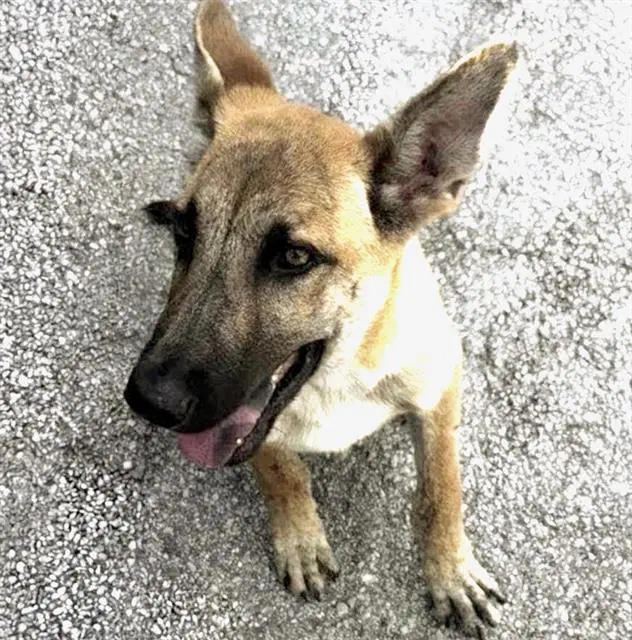 Unknown - German Shepherd Dog