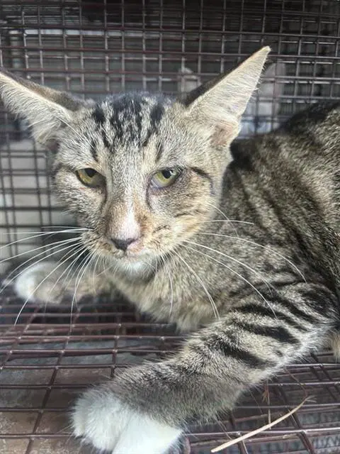 Unknown - Domestic Short Hair