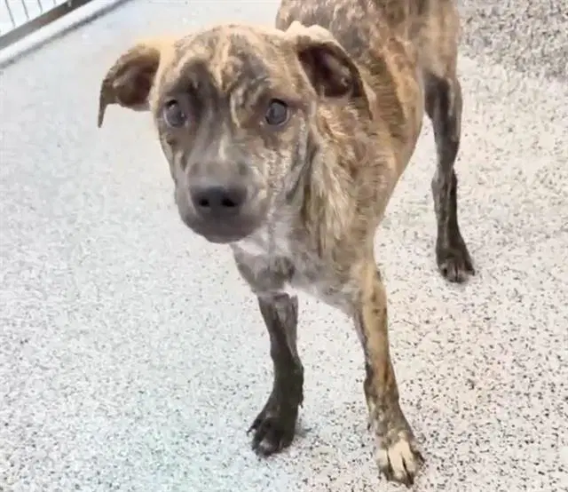Unknown - Plott Hound