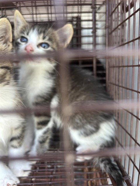 A661713, a cat for adoption from Harris County Pets