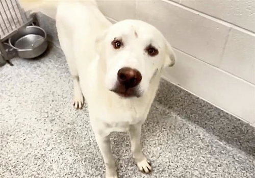 CROSBY, a dog for adoption from Harris County Pets