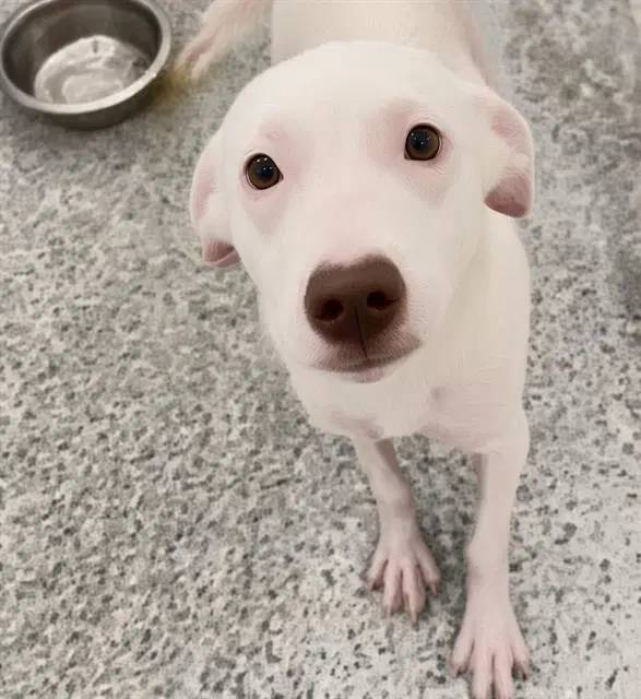 Unknown - Labrador Retriever