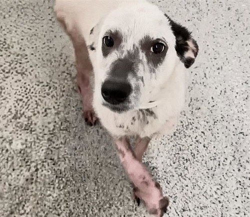 A661761, a dog for adoption from Harris County Pets