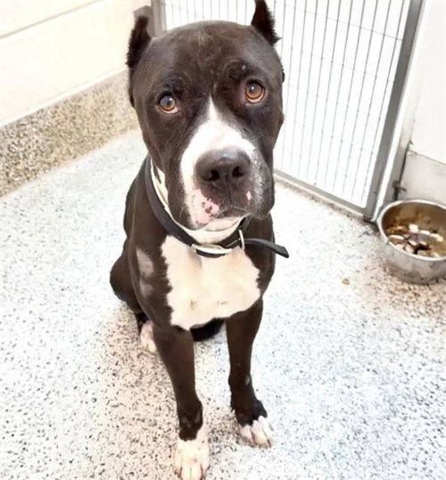 SANTINO, a dog for adoption from Harris County Pets