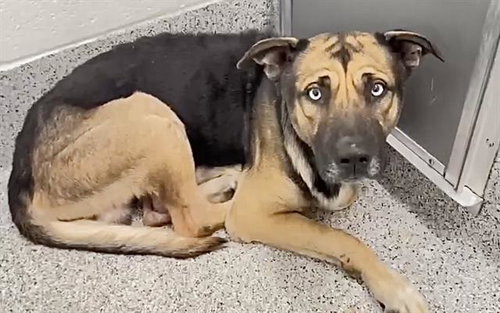 FLINT, a dog for adoption from Harris County Pets