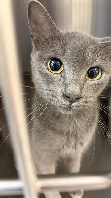 Mom Cat - Domestic Short Hair