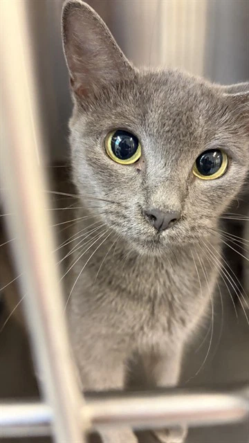 Mom Cat