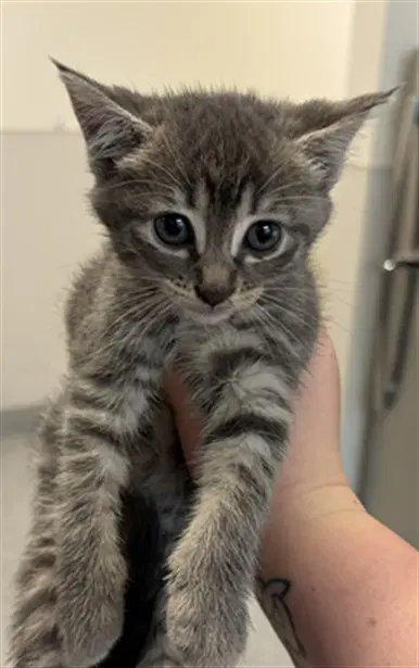 Kitten - Domestic Short Hair