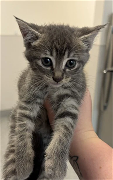 Kitten