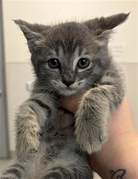 Kitten