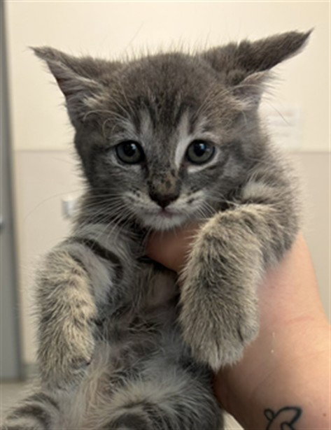 KITTEN 2, a cat for adoption from Harris County Pets