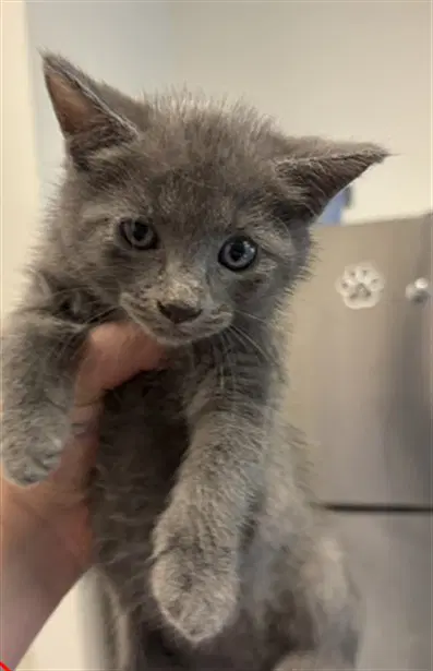 Kitten - Domestic Short Hair