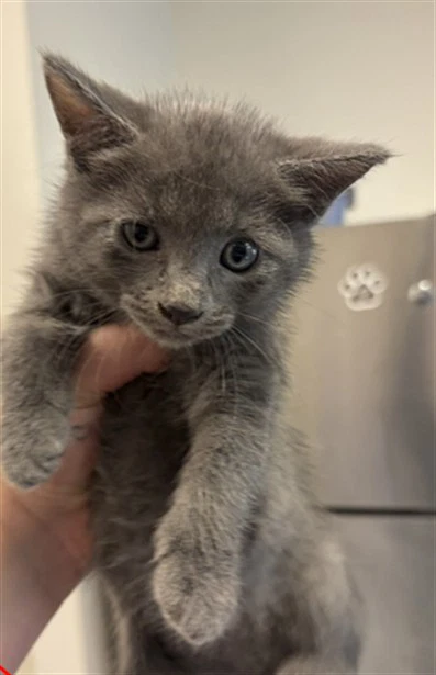Kitten