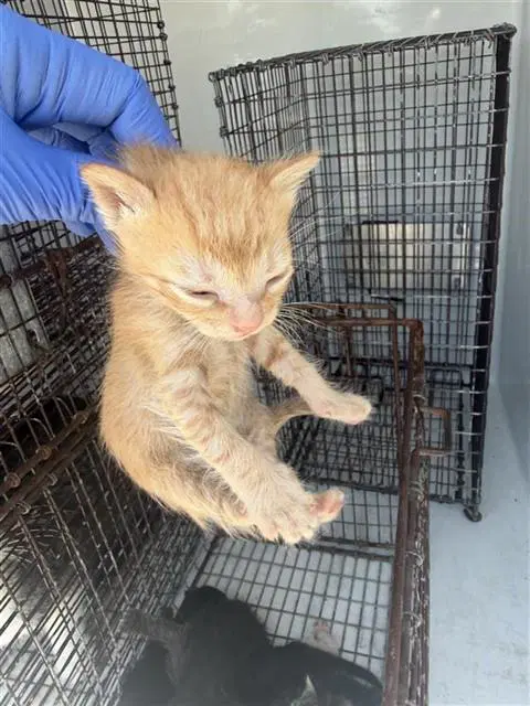 Unknown - Domestic Short Hair