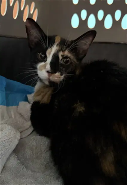 Pebble - Domestic Short Hair