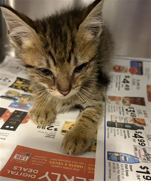 Unknown - Domestic Short Hair