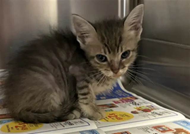 Unknown - Domestic Short Hair