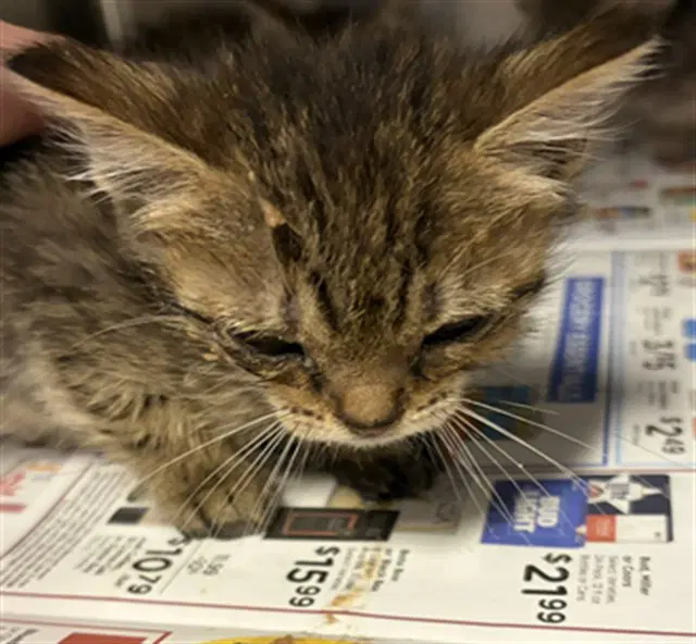 Unknown - Domestic Short Hair