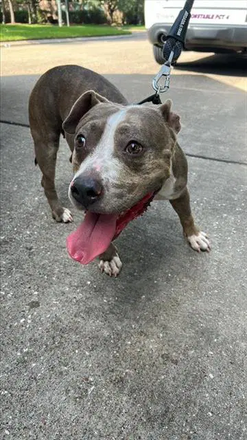 Unknown - Pit Bull Terrier