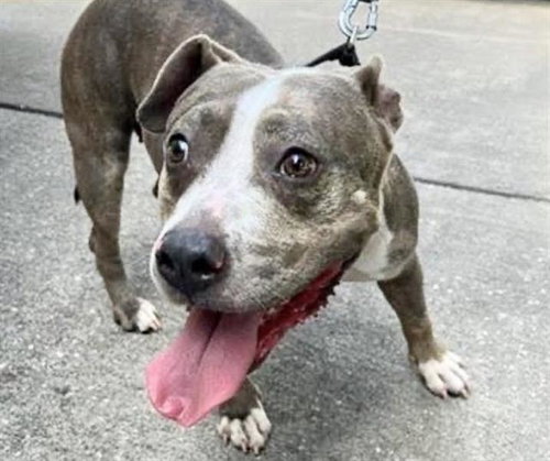 DRACO, a dog for adoption from Harris County Pets