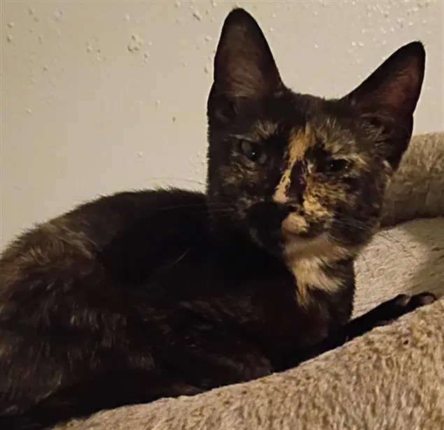 Marbles - Domestic Short Hair