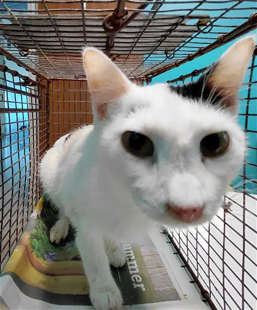 Moo Moo - Domestic Short Hair