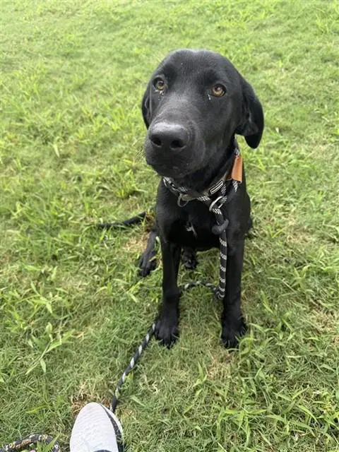 Jet - Labrador Retriever