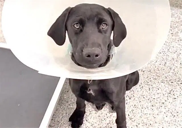 Jet - Labrador Retriever