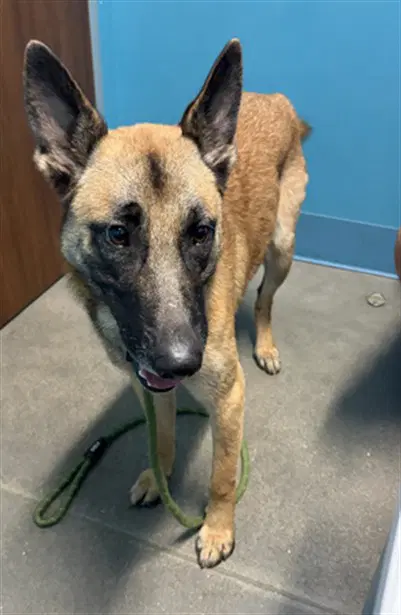 Unknown - Belgian Shepherd Malinois