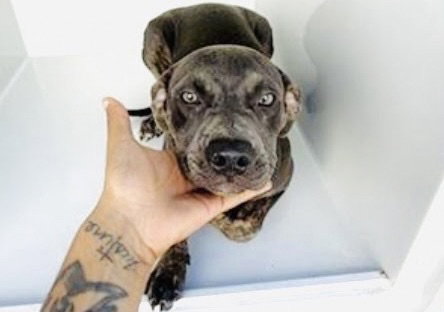 A661791, a dog for adoption from Harris County Pets