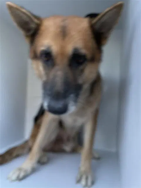 Unknown - German Shepherd Dog