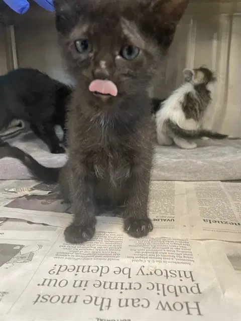 Misha - Domestic Short Hair