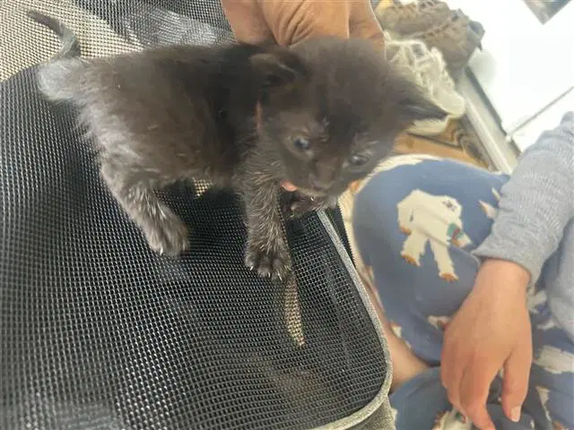 Mira - Domestic Short Hair