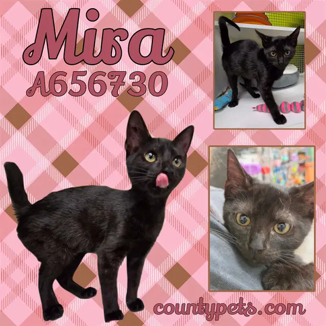 Mira - Domestic Short Hair