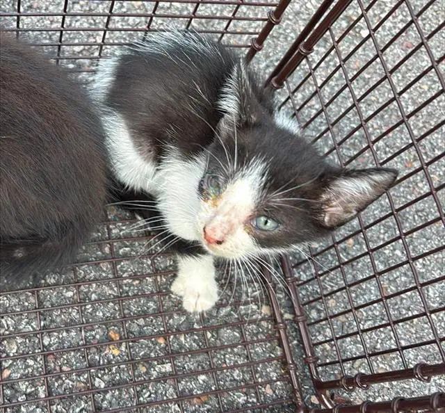 Oreo - Domestic Short Hair