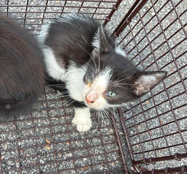 Oreo