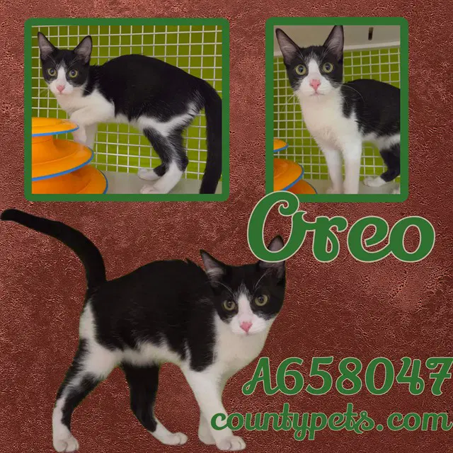 Oreo - Domestic Short Hair