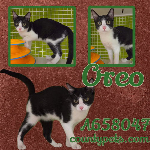 OREO, a cat for adoption from Harris County Pets