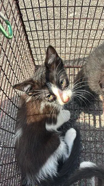 Candy Corn - Domestic Short Hair