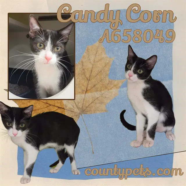 Candy Corn - Domestic Short Hair