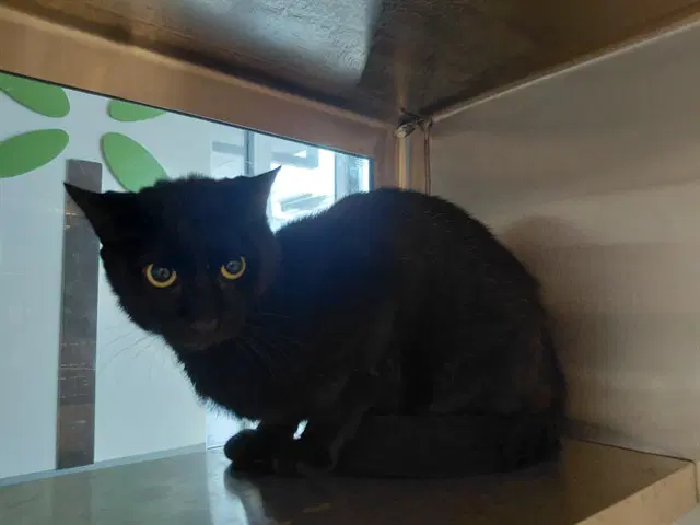 Hades - Domestic Short Hair