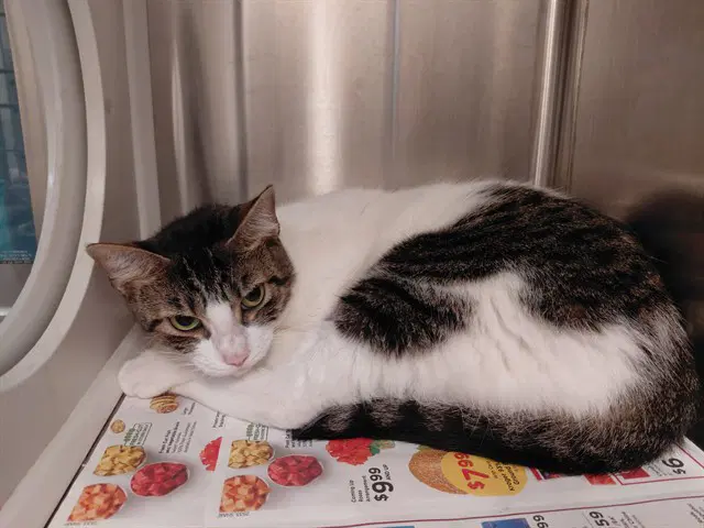 Sugar - Domestic Short Hair
